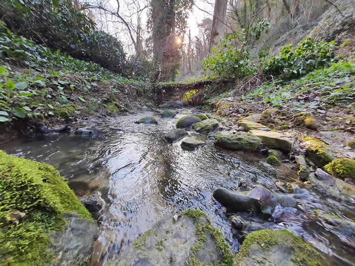 Ruscello in mezzo al bosco