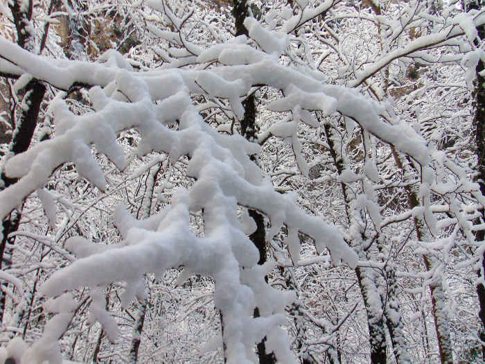 Albero con rami innevati