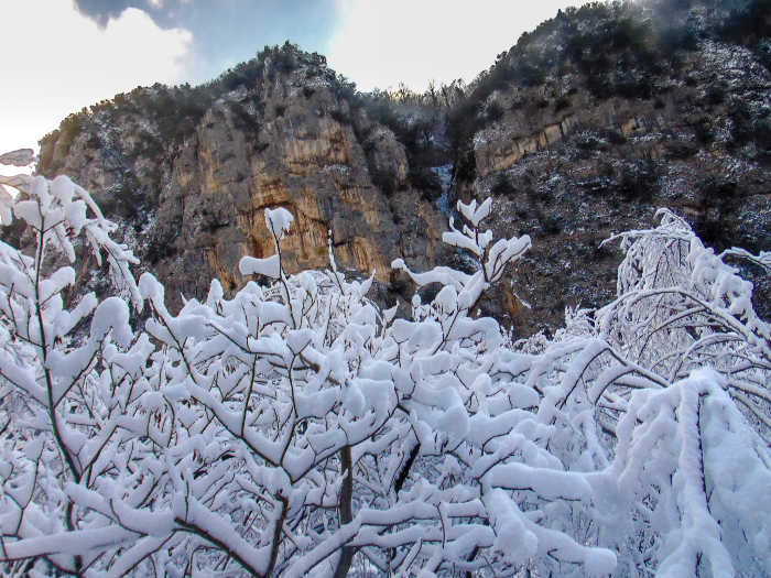 Rami coperti di neve