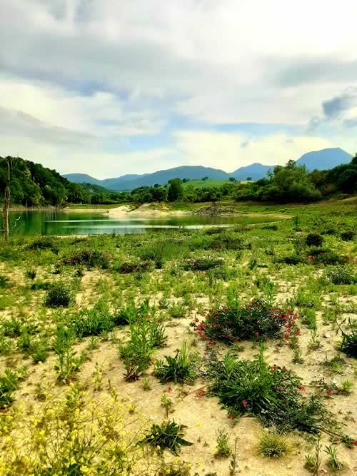 Vegetazione in un lago di montagna