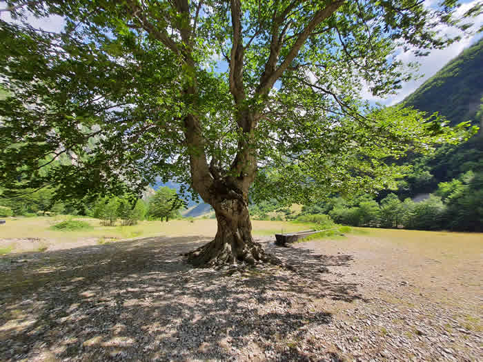 Albero di quercia