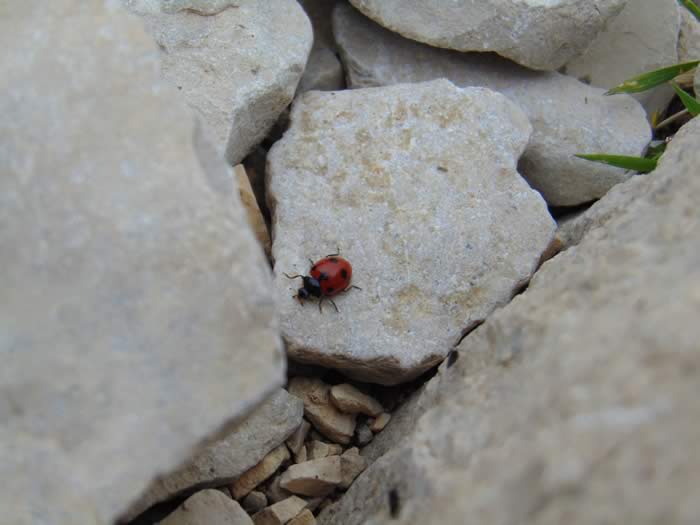 Coccinella sopra dei sassi