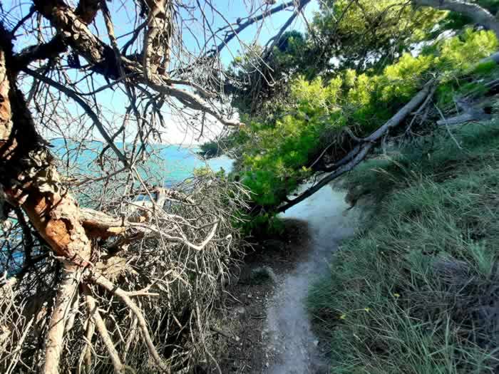 Albero caduto sul sentiero