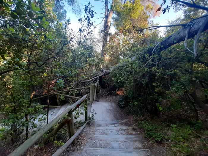 Scalette dentro al bosco