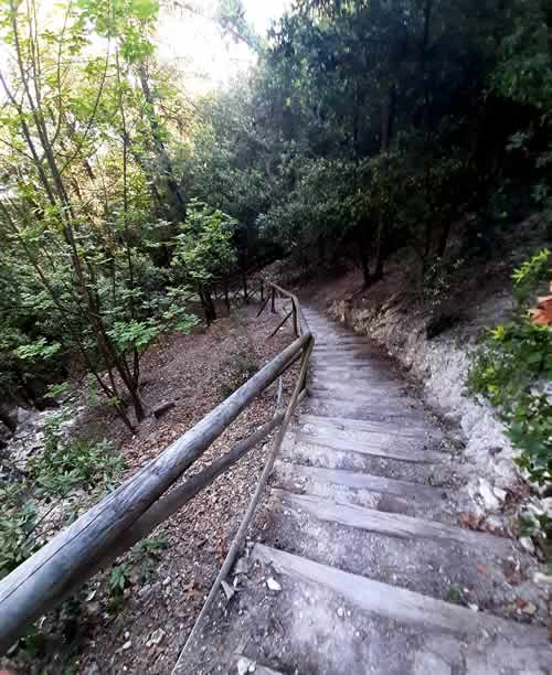 Scalinata nel bosco