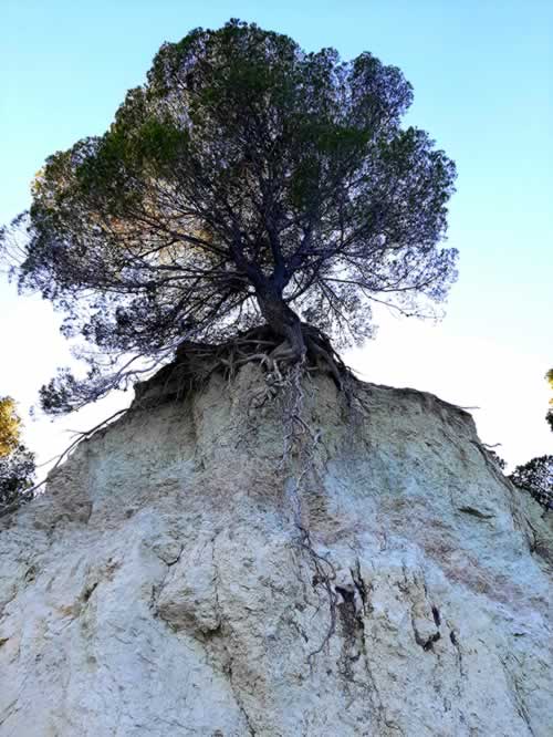 Albero in bilico sulla roccia