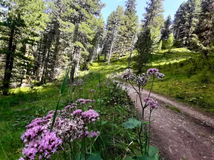 Sentiero delle Leggende Dolomiti di Fassa