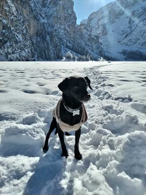 Cagnolino sul Lago di Braies