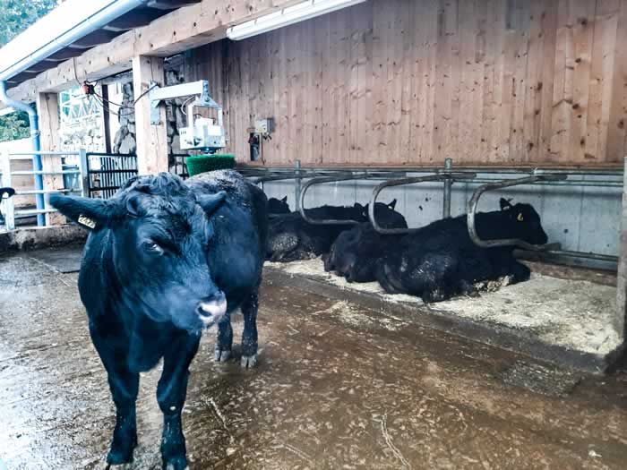 Mucche Trentino Alto Adige