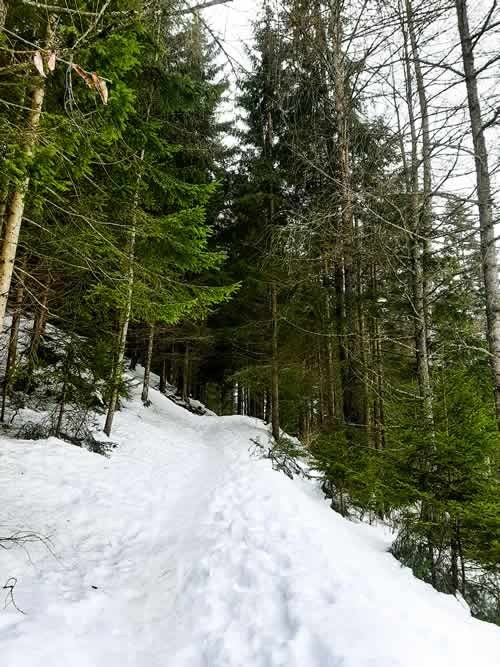 Sentiero per la Malga Aloch