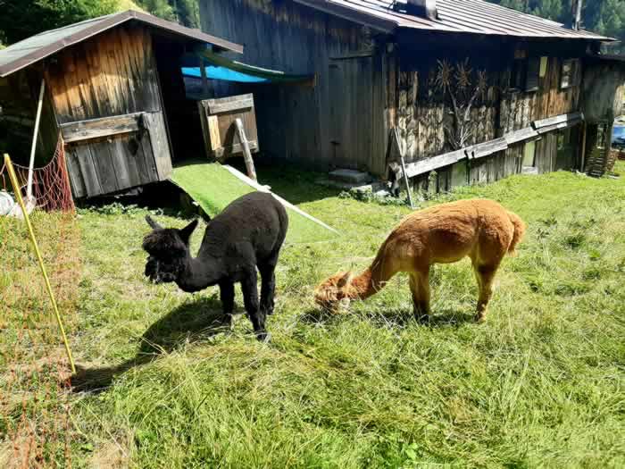 Alpaca alla Baita Lino Brach