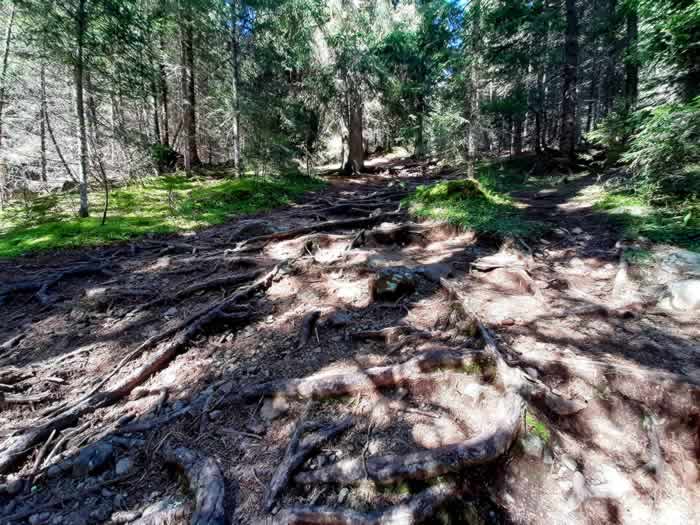 Sentiero nel bosco per il Rifugio Micheluzzi in Val Duron
