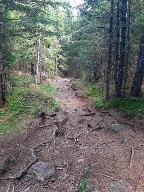 Sentiero nel bosco Trentino Alto Adige