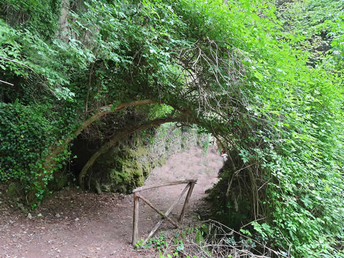 Arco di rami intrecciati