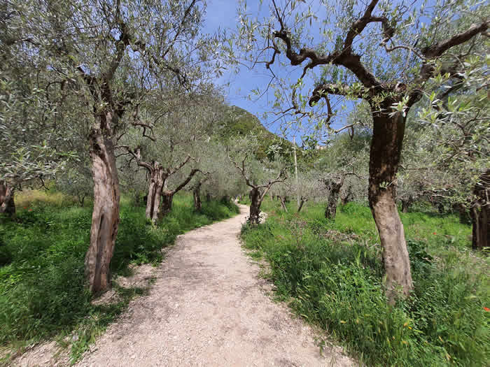 Sentiero tra gli ulivi per le Cascate del Menotre