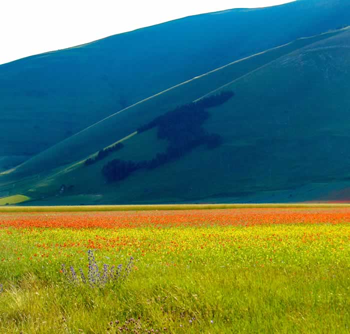 Bosco Italia a Castelluccio di Norcia in Umbria