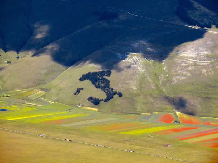 Bosco Italia