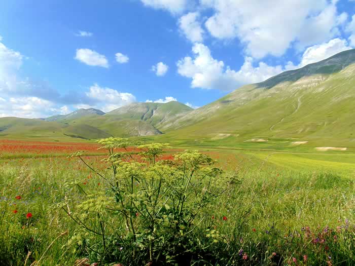 Campi di lenticchie a Castelluccio