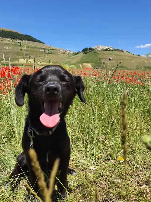 Cagnolino in mezzo ai fiori