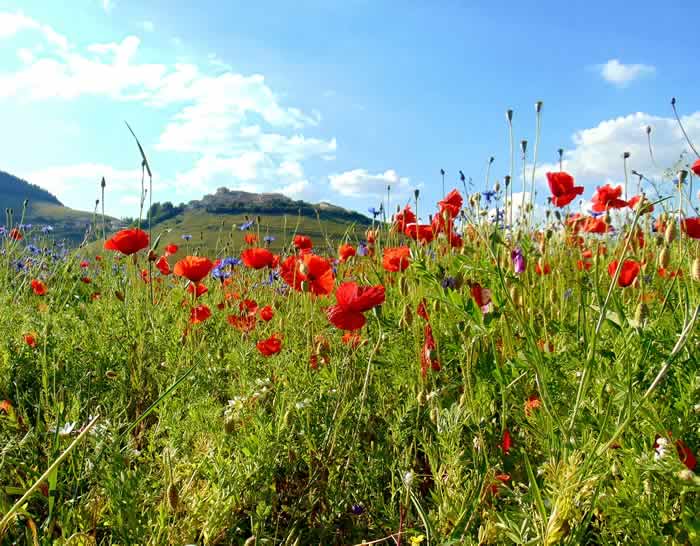 Fioritura Pian Grande Castelluccio di Norcia