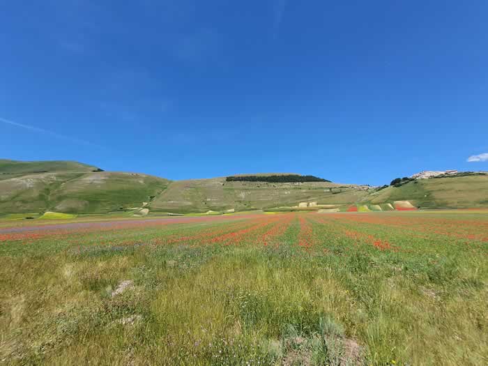 Fioritura Castelluccio