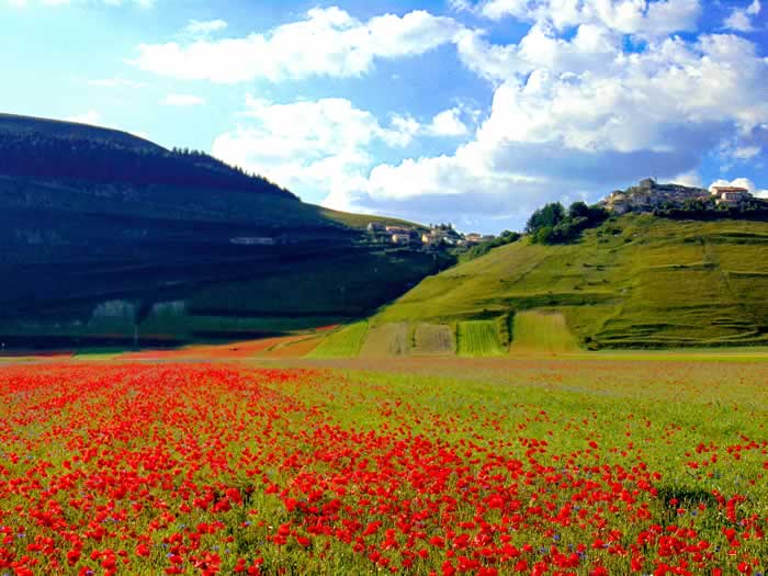 Fioritura campi di lenticchie Castelluccio di Norcia