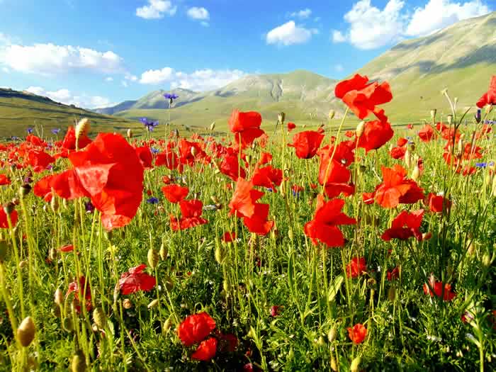 Papaveri fioritura Castelluccio