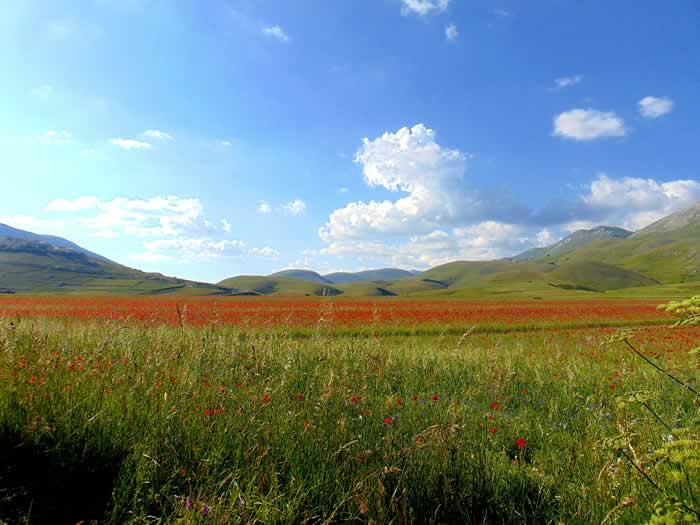 Pian Grande di Castelluccio di Norcia con la fioritura