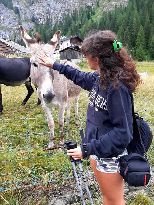 Asino sulle Dolomiti Bellunesi