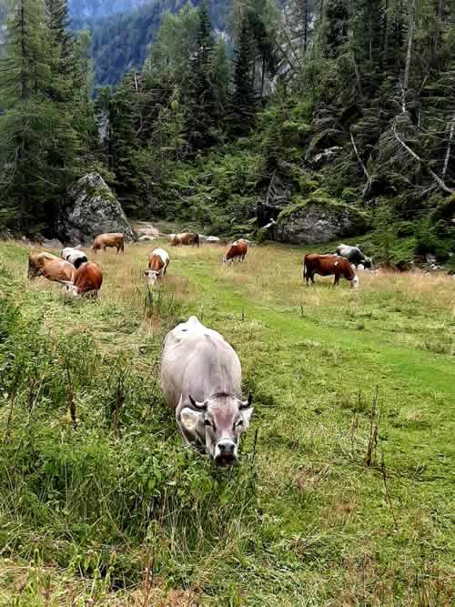 Mucche che pascolano sulle Dolomiti