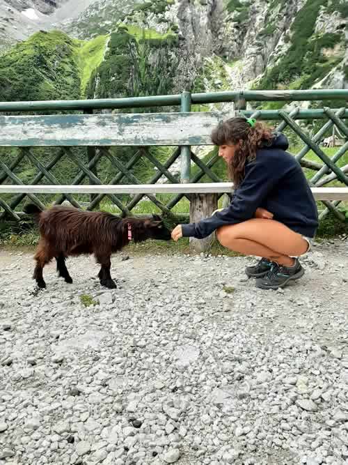 Capretta in montagna